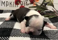 Emma Frost, a female Boston Terrier for sale in Eatonville, WA – 5 of 8