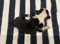 Groot, a male Boston Terrier for sale in Eatonville, WA – 5 of 8