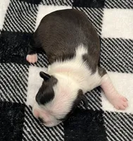 Odin, a male Boston Terrier for sale in Eatonville, WA – 5 of 10