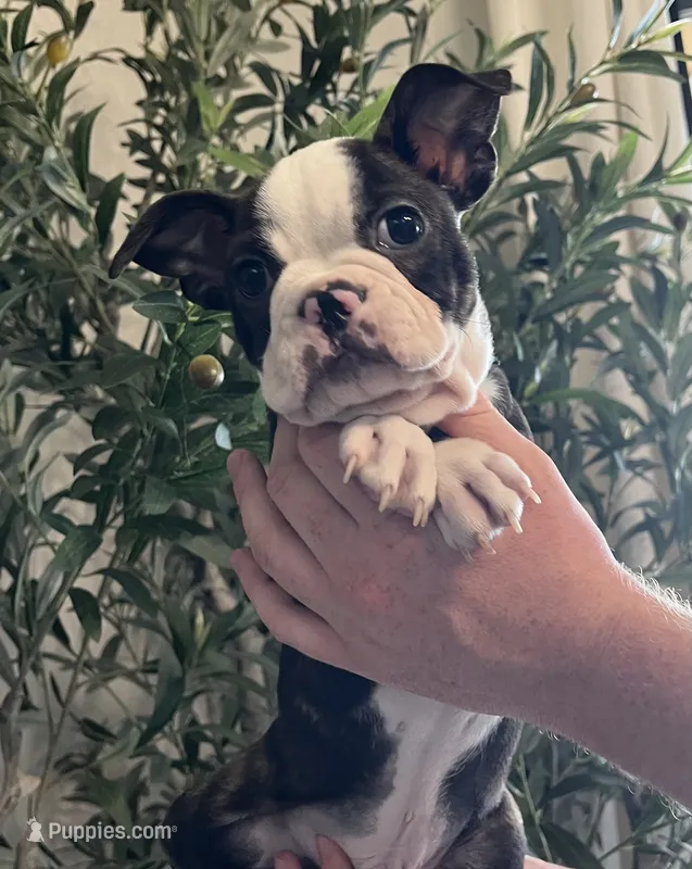 Blue boy – Boston Terrier puppy for sale in Eatonville, WA