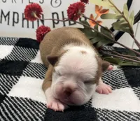 Diana, a female Boston Terrier for sale in Eatonville, WA – 4 of 7