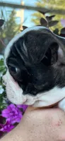 Blue boy, a male Boston Terrier for sale in Eatonville, WA – 4 of 6