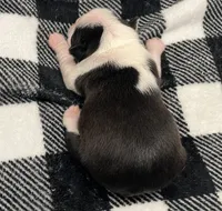 Xavier, a male Boston Terrier for sale in Eatonville, WA – 5 of 9