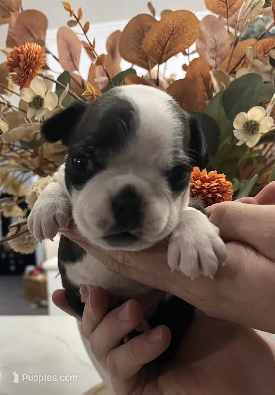Odin – Boston Terrier puppy for sale in Eatonville, WA