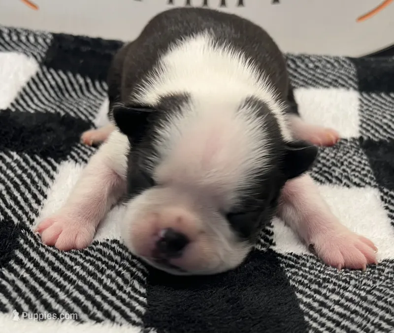 Xavier – Boston Terrier puppy for sale in Eatonville, WA