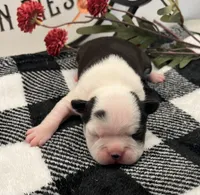 Harley Quinn, a female Boston Terrier for sale in Eatonville, WA – 4 of 7