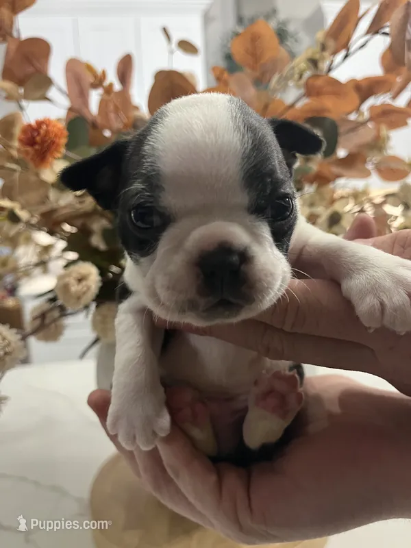 Loki – Boston Terrier puppy for sale in Eatonville, WA