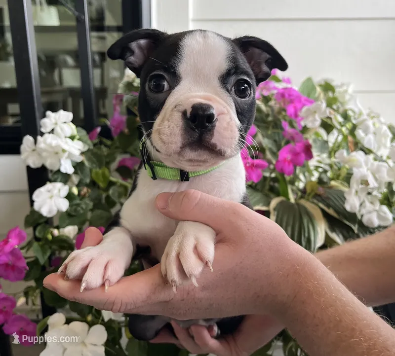 Green girl – Boston Terrier puppy for sale in Eatonville, WA
