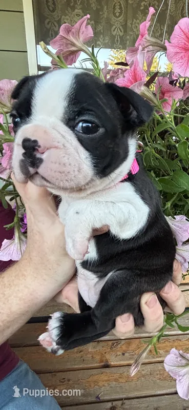 Pink collar girl – Boston Terrier puppy for sale in Eatonville, WA