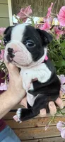 Pink collar girl, a female Boston Terrier for sale in Eatonville, WA – 1 of 6