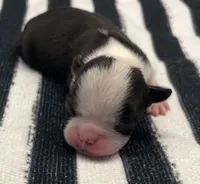 Groot, a male Boston Terrier for sale in Eatonville, WA – 1 of 8