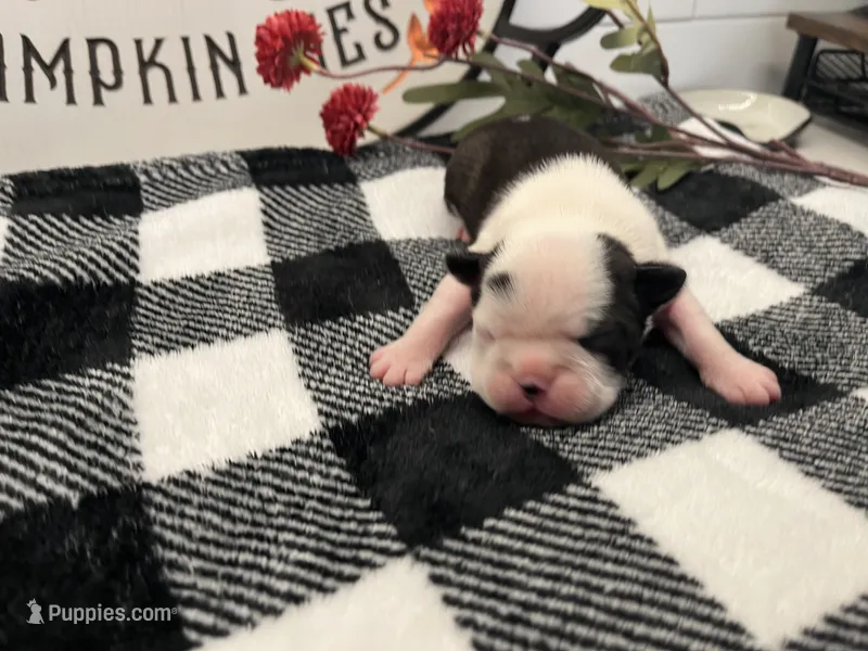 Harley Quinn – Boston Terrier puppy for sale in Eatonville, WA