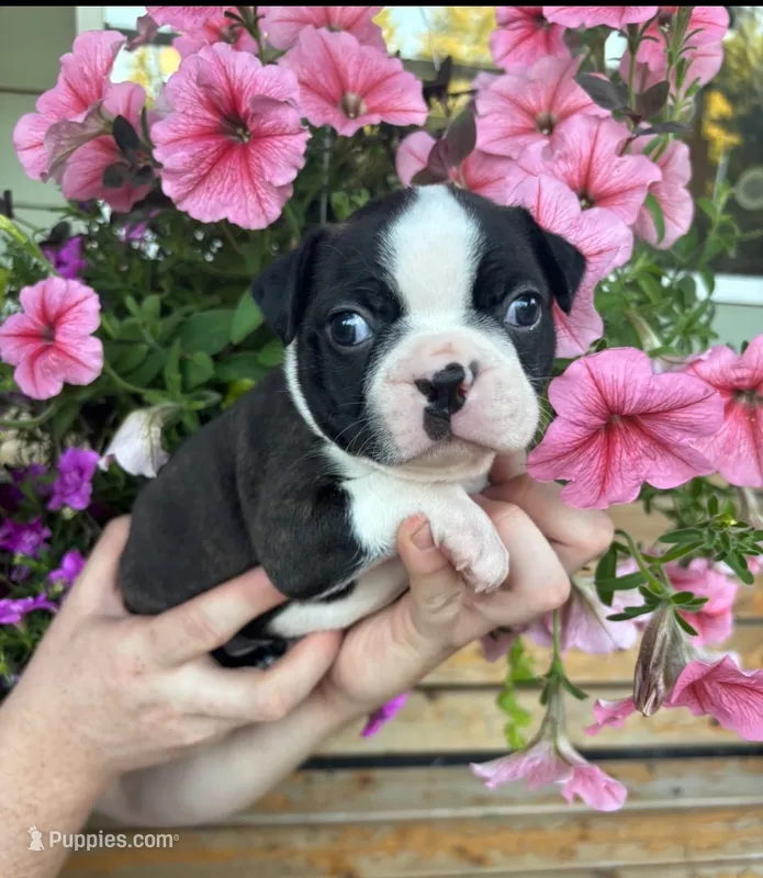 Yellow collar boy – Boston Terrier puppy for sale in Eatonville, WA