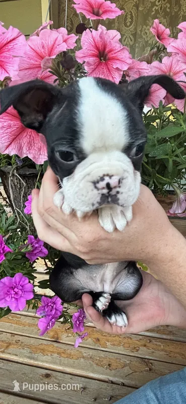 White collar girl – Boston Terrier puppy for sale in Eatonville, WA