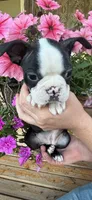 White collar girl, a male Boston Terrier for sale in Eatonville, WA – 1 of 7