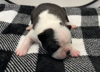 Xavier, a male Boston Terrier for sale in Eatonville, WA – 4 of 9