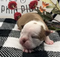 Diana, a female Boston Terrier for sale in Eatonville, WA – 2 of 7