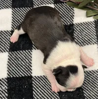Emma Frost, a female Boston Terrier for sale in Eatonville, WA – 7 of 8