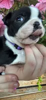 Purple collar girl, a female Boston Terrier for sale in Eatonville, WA – 3 of 7