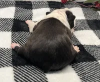 Storm, a female Boston Terrier for sale in Eatonville, WA – 7 of 9