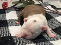 Jean Gray, a female Boston Terrier for sale in Eatonville, WA – 2 of 8