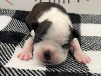 Odin, a male Boston Terrier for sale in Eatonville, WA – 2 of 10
