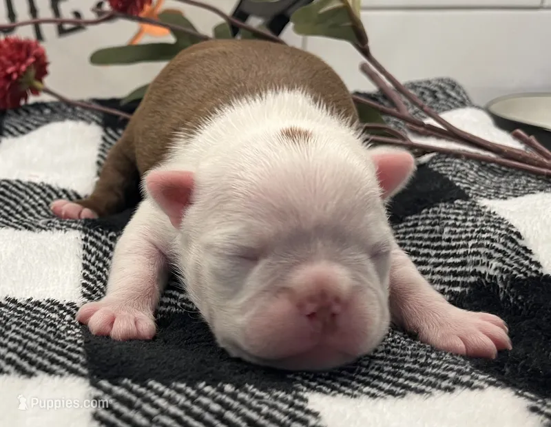 Jean Gray – Boston Terrier puppy for sale in Eatonville, WA
