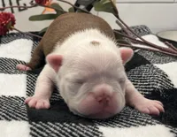 Jean Gray, a female Boston Terrier for sale in Eatonville, WA – 1 of 8