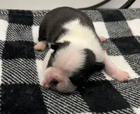 Xavier, a male Boston Terrier for sale in Eatonville, WA – 2 of 9