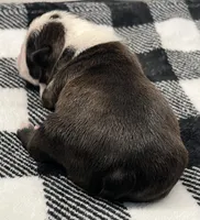  Bruce Wayne, a male Boston Terrier for sale in Eatonville, WA – 6 of 8