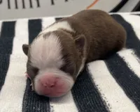 Tony Stark, a male Boston Terrier for sale in Eatonville, WA – 2 of 8