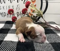 Diana, a female Boston Terrier for sale in Eatonville, WA – 5 of 7