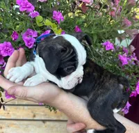 Blue boy, a male Boston Terrier for sale in Eatonville, WA – 2 of 6