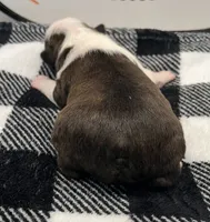 Thor, a male Boston Terrier for sale in Eatonville, WA – 4 of 8