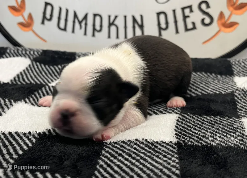 Loki – Boston Terrier puppy for sale in Eatonville, WA