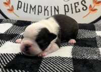 Loki, a male Boston Terrier for sale in Eatonville, WA – 1 of 8