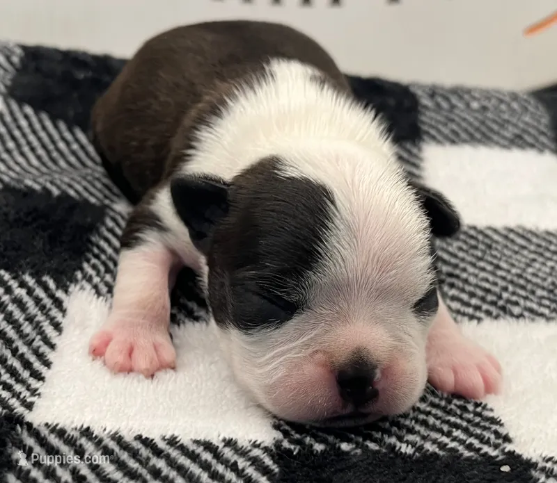 Odin – Boston Terrier puppy for sale in Eatonville, WA