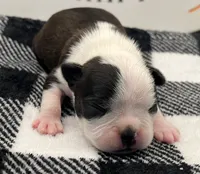 Odin, a male Boston Terrier for sale in Eatonville, WA – 1 of 10