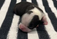 Groot, a male Boston Terrier for sale in Eatonville, WA – 3 of 8