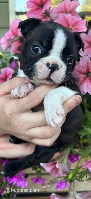Orange collar girl – Boston Terrier puppy on hold in Eatonville, WA