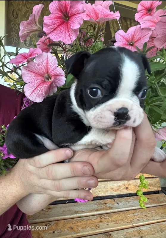 Purple collar girl – Boston Terrier puppy for sale in Eatonville, WA