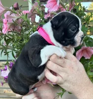 Pink collar girl, a female Boston Terrier for sale in Eatonville, WA – 2 of 6