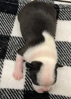 Loki, a male Boston Terrier for sale in Eatonville, WA – 5 of 8