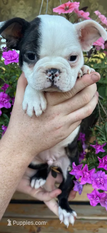 Red boy – Boston Terrier puppy for sale in Eatonville, WA