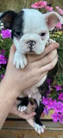 Red boy, a male Boston Terrier for sale in Eatonville, WA – 1 of 5