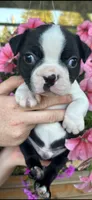 Yellow collar boy, a male Boston Terrier for sale in Eatonville, WA – 3 of 8
