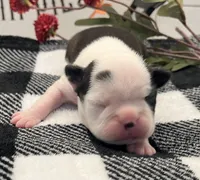 Harley Quinn, a female Boston Terrier for sale in Eatonville, WA – 2 of 7