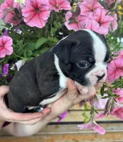 Yellow collar boy, a male Boston Terrier for sale in Eatonville, WA – 2 of 8