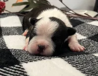 Storm, a female Boston Terrier for sale in Eatonville, WA – 2 of 9