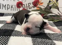 Emma Frost, a female Boston Terrier for sale in Eatonville, WA – 2 of 8